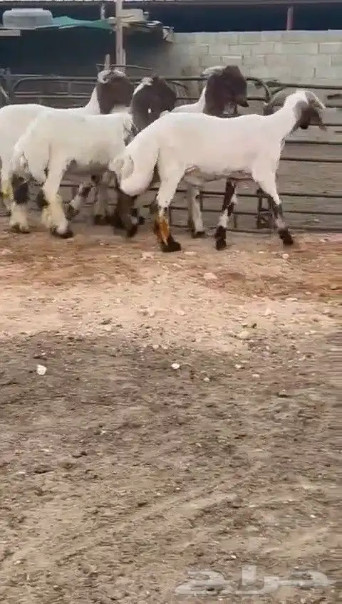 جدعان نعيمي صنف للبيع 5