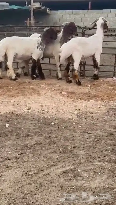 جدعان نعيمي صنف للبيع 1