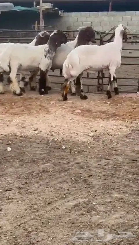 جدعان نعيمي صنف للبيع 2