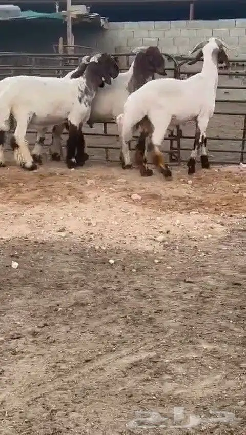 جدعان نعيمي صنف للبيع 9