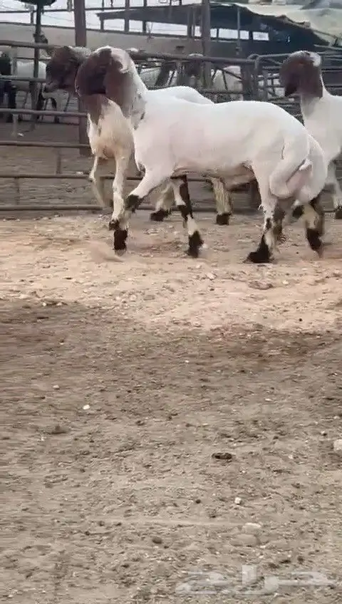 جدعان نعيمي صنف للبيع 7