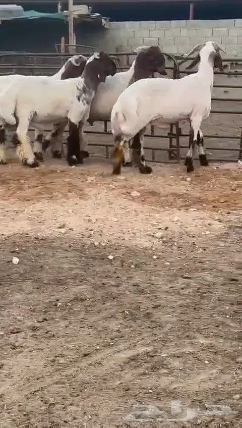 جدعان نعيمي صنف للبيع 8