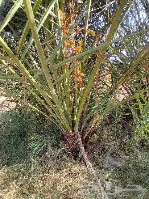 توريد نخيل 2