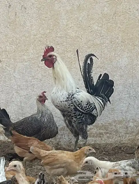 دجاج 1