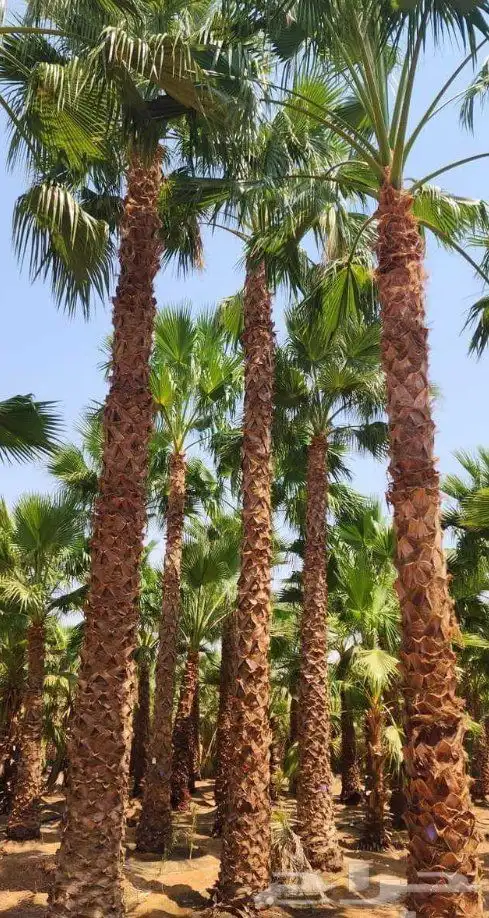 نخيل واشنطنيا للبيع 8