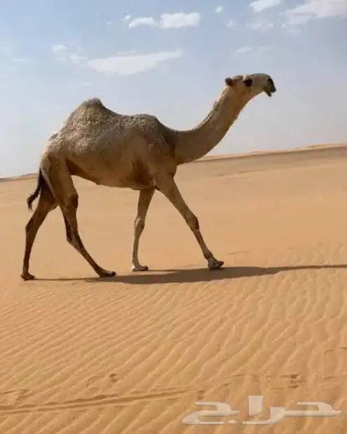 ابل للبيع 0