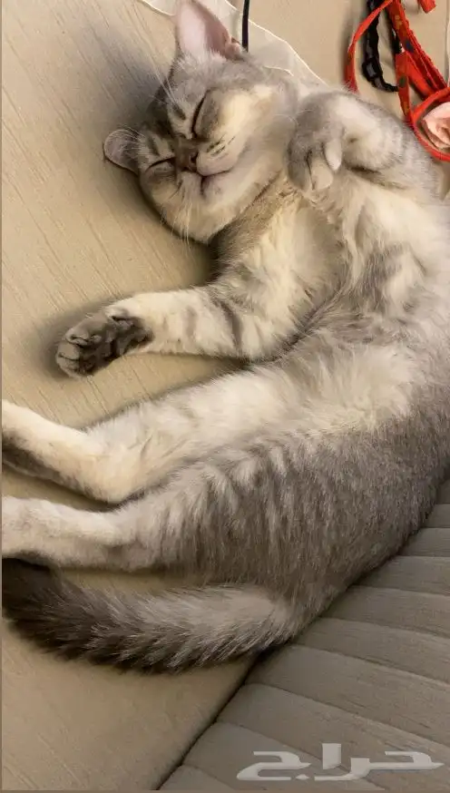 قطه مفقوده 8