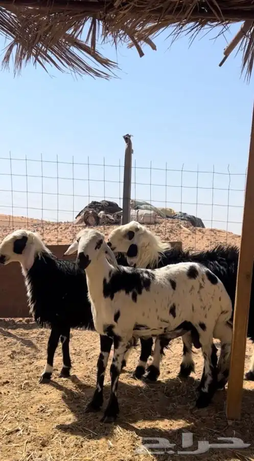 ذبايح طيبه واسعار مناسبه 3