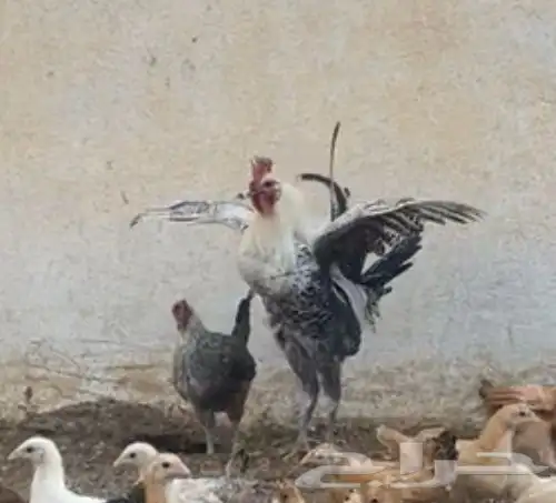 دجاج 4