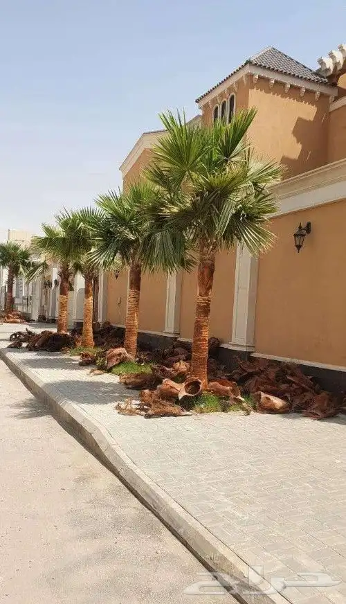 نخل واشنطني زينه 0