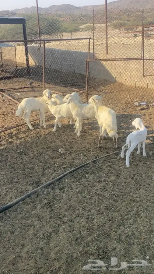 طليان شحم ولحم 1