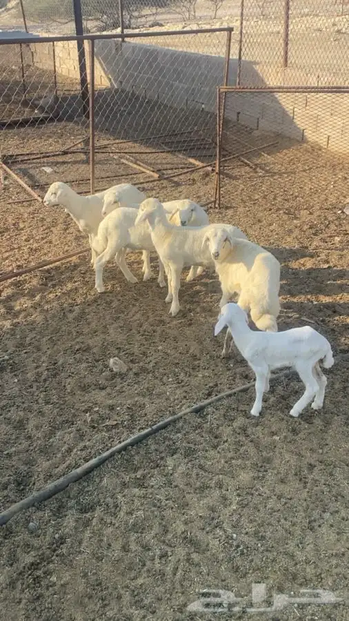 طليان شحم ولحم 0