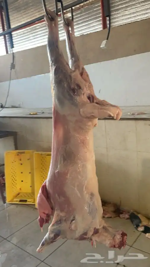 برابر تمايم فل شحم 5