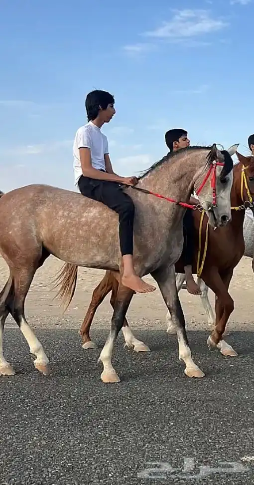 فرس صغيرة سن ولقاح 1
