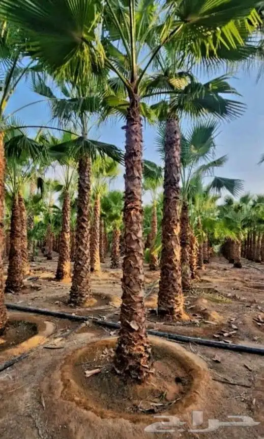 نخيل واشنطنيا للبيع 6