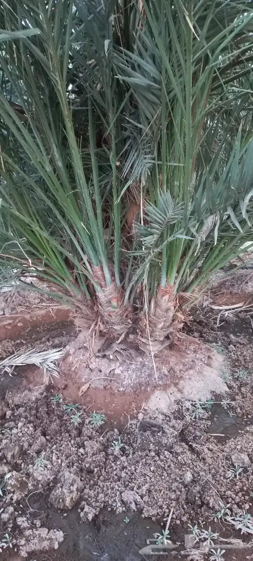 فسائل صفاوي عجوة صقعي مجدول برني 1