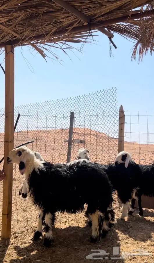ذبايح طيبه واسعار مناسبه 4