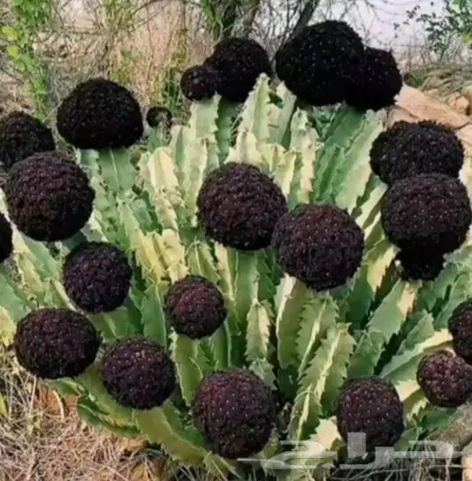 شتلات صبار من 3 ريال و 5 ريال فقط 0