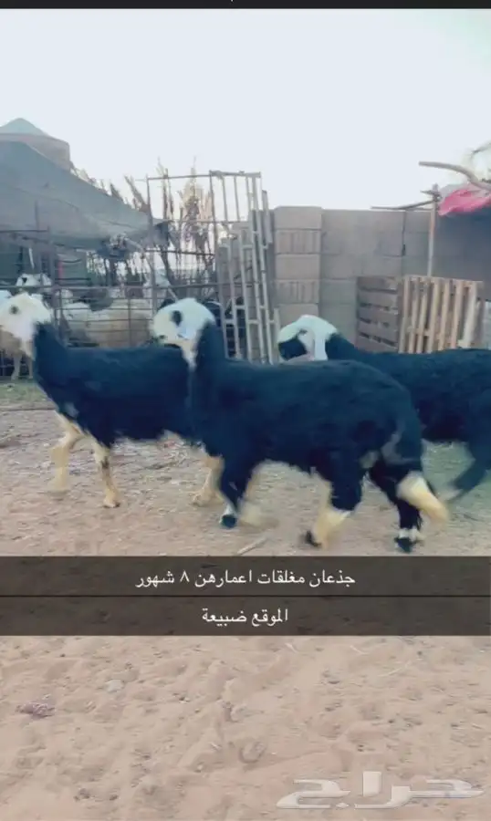 جذعان نجد مغلقات فوق 8 شهور سليمات من الطواليع 0