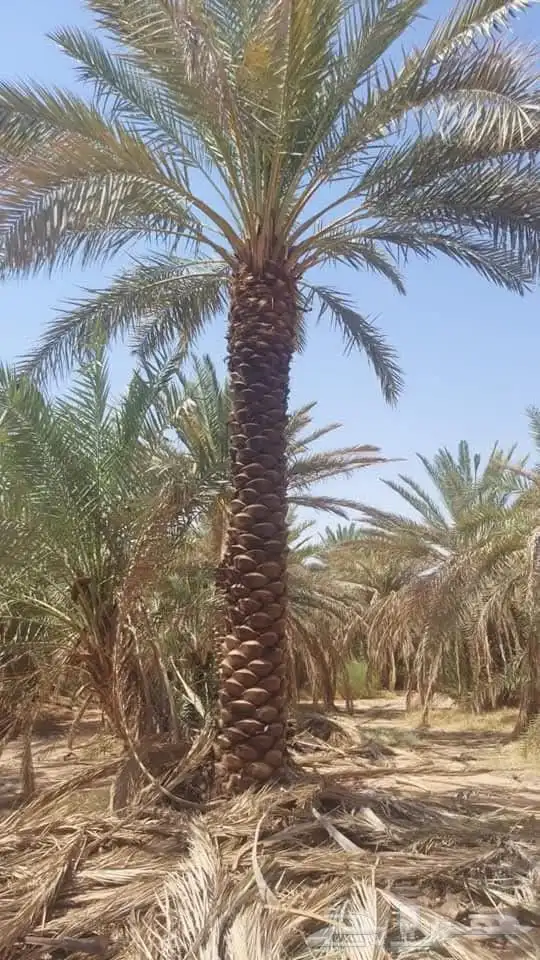 نخل-للبيع 1