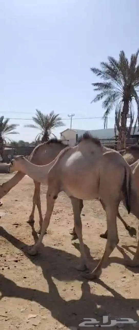 قعدان مرابي أوزان عالية للمناسبات و الولائم فاخره تبيض الوجه 1