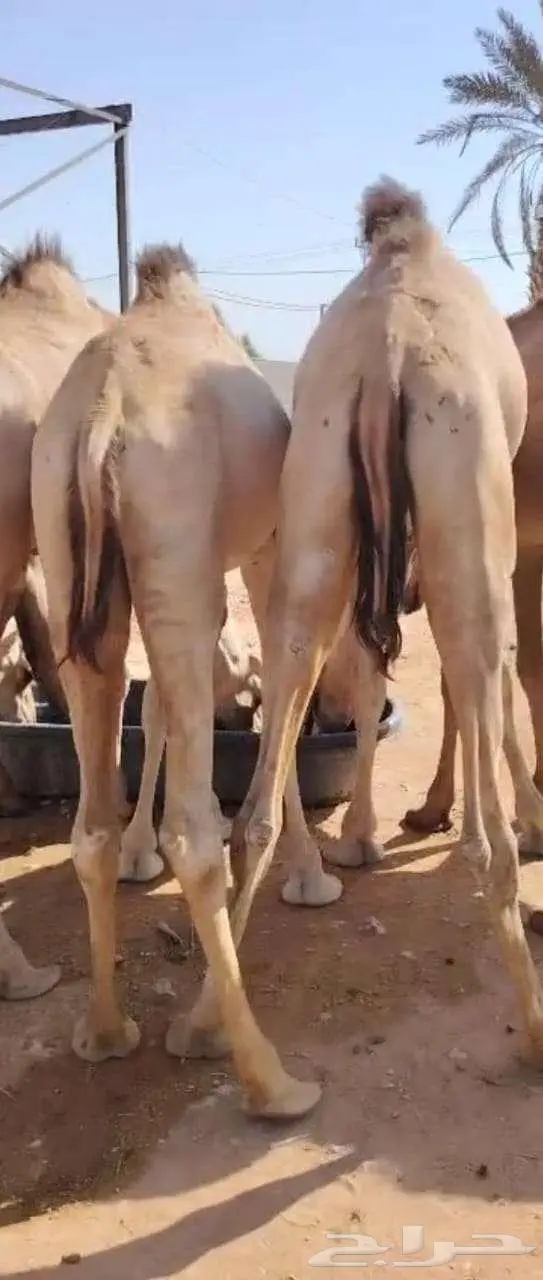قعدان مرابي أوزان عالية للمناسبات و الولائم فاخره تبيض الوجه 0