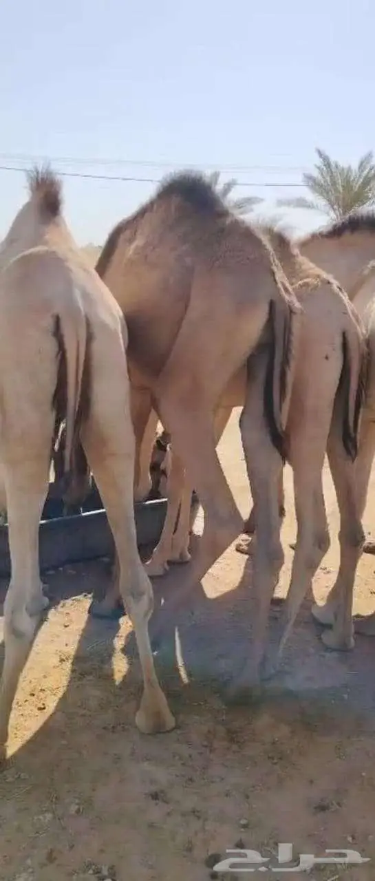 قعدان مرابي أوزان عالية للمناسبات و الولائم فاخره تبيض الوجه 2