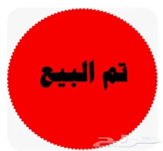 شيرازي انثى تم البيع 6