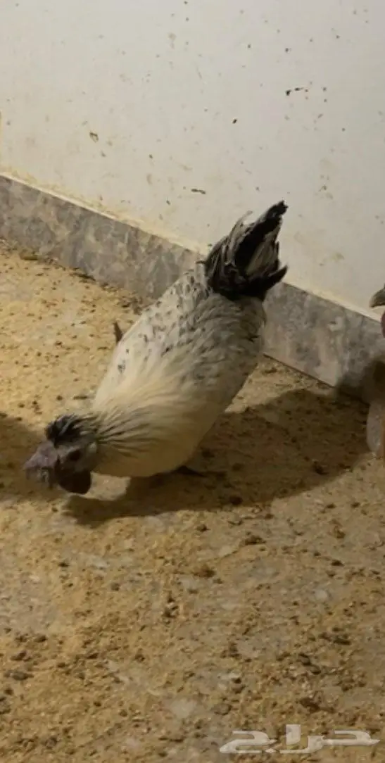 دجاج حباحب ودياكه حباحب توب 5