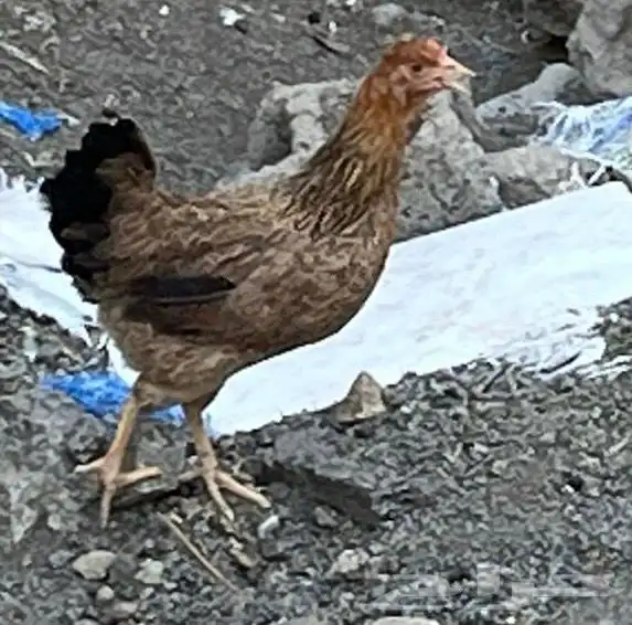 دجاج بلدي 3