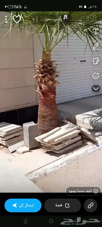 نخل امريكي index