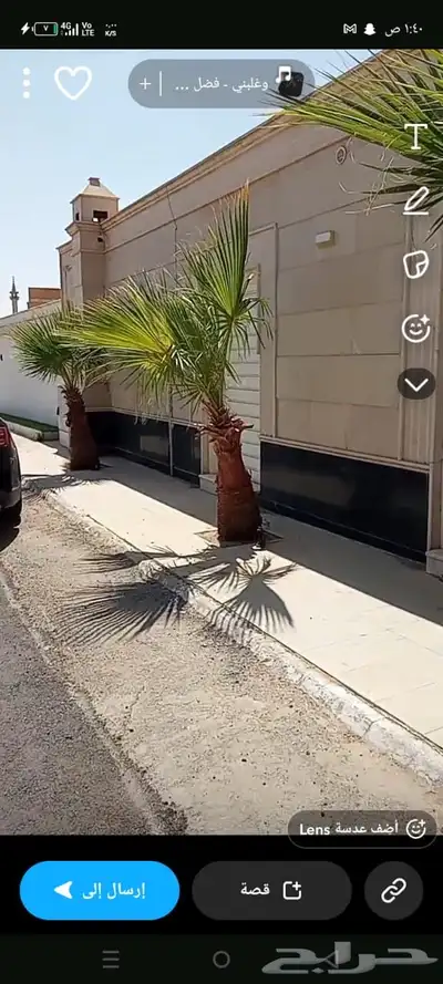 نخل امريكي index
