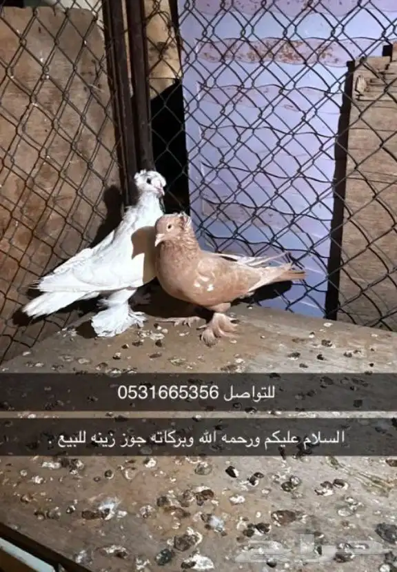 جوز زينه للبيع بسعر رمزي 0