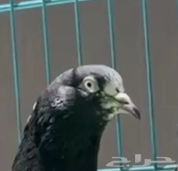 حمام باكستاني 2