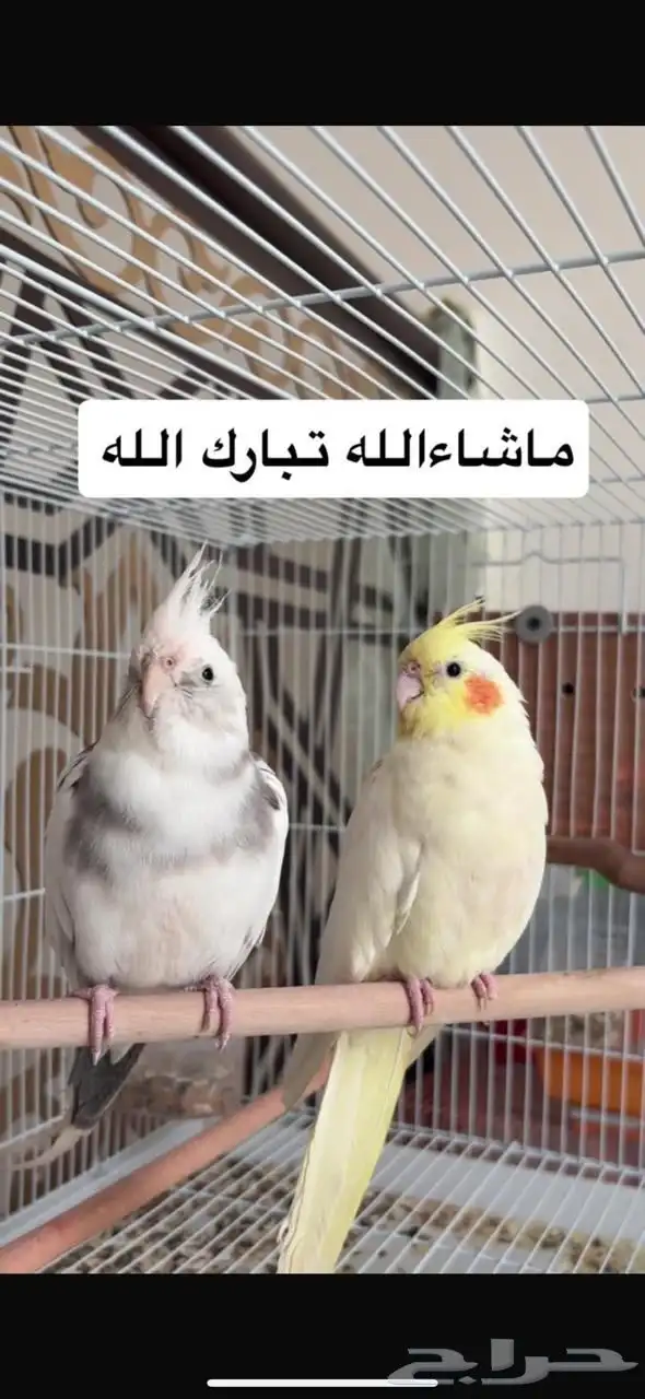 بغبغاء كروان 0