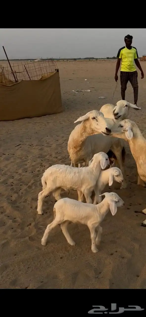 غنم خلفات 14 تحتها 14 5
