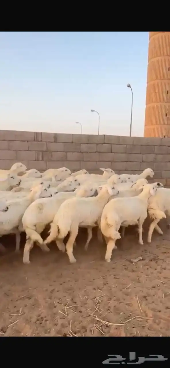 رخال حريات صنف 2