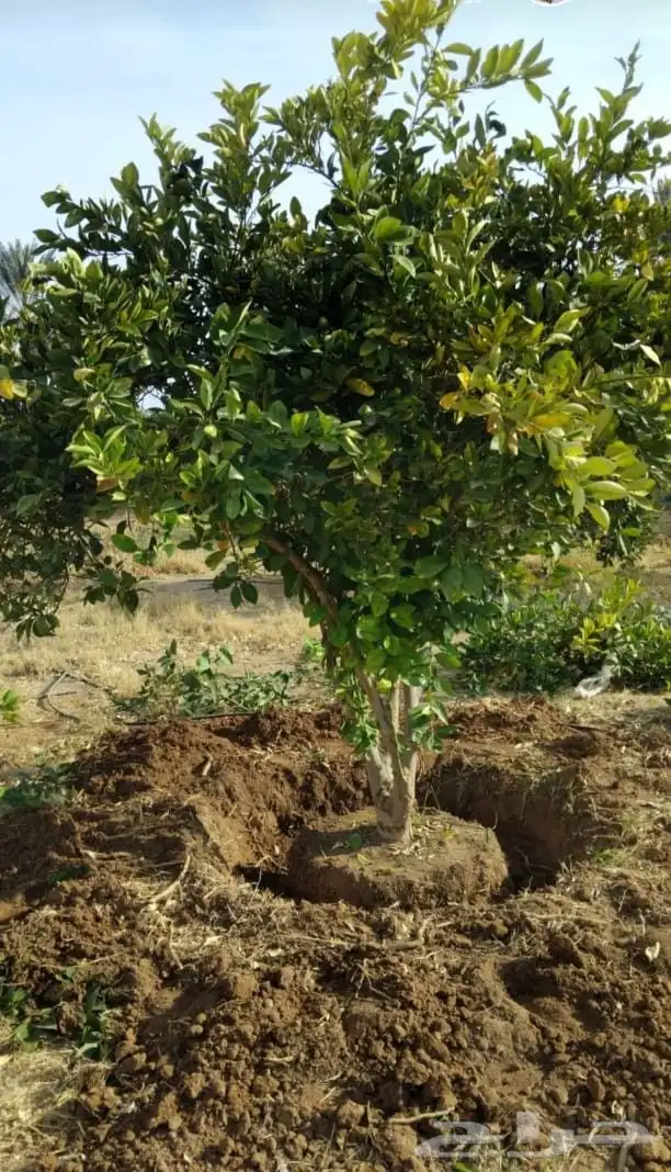 حمضيات أشجار برتقال بو صره وليمون ويوسف فندي وتين رمان وغيره 9