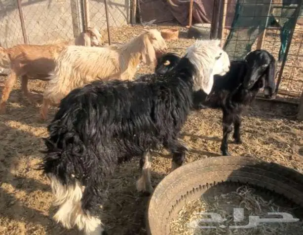 4 رخال نجد طيبات 8