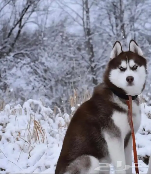 للبيع هاسكي أمريكي 2