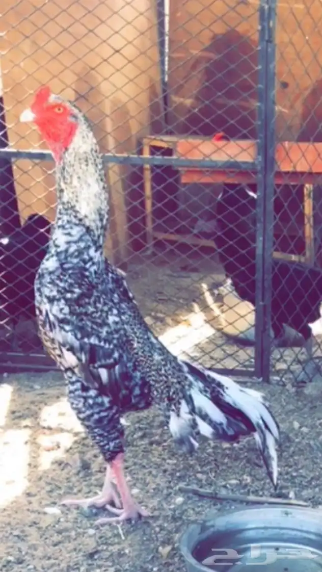 فروخ سنود ( تم البيع ) 3