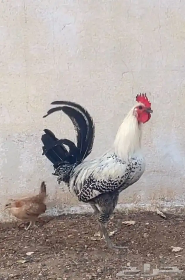 دجاج 0