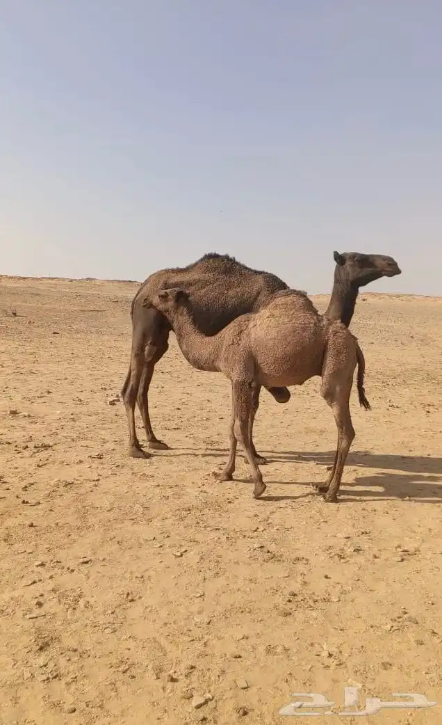 قعود مفرود 0