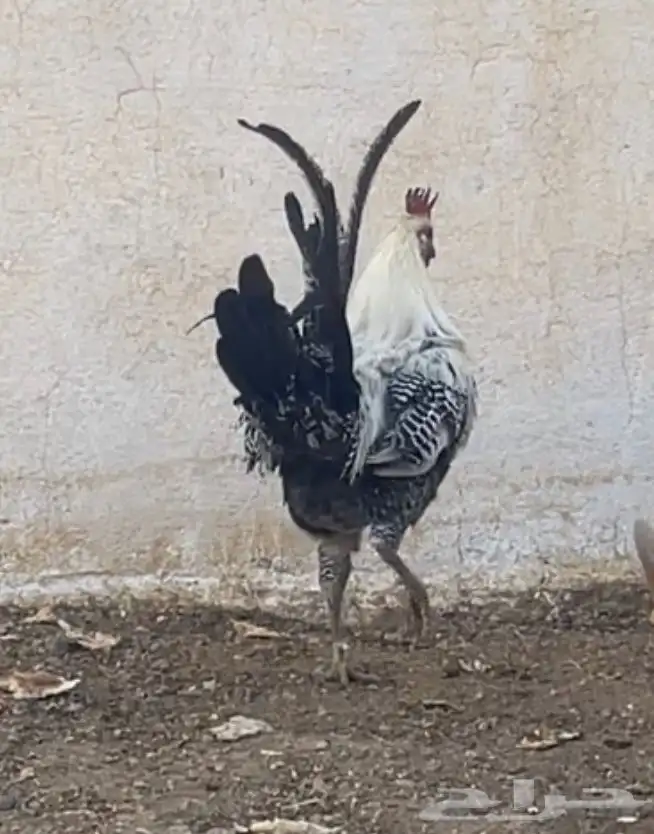 دجاج 2