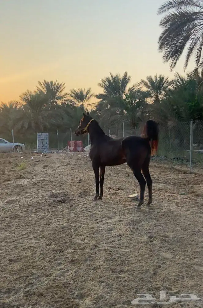 حصان 2