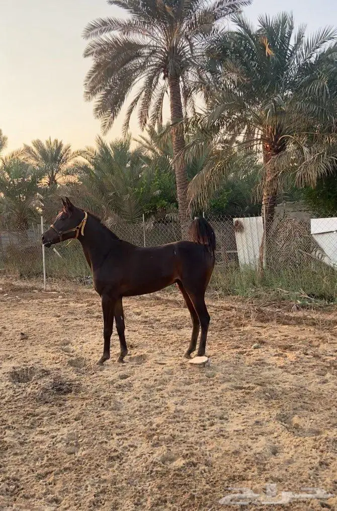 حصان 5