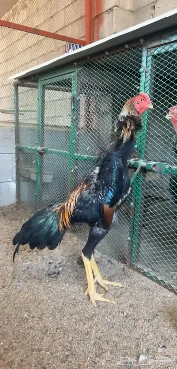شامو ياباني 0