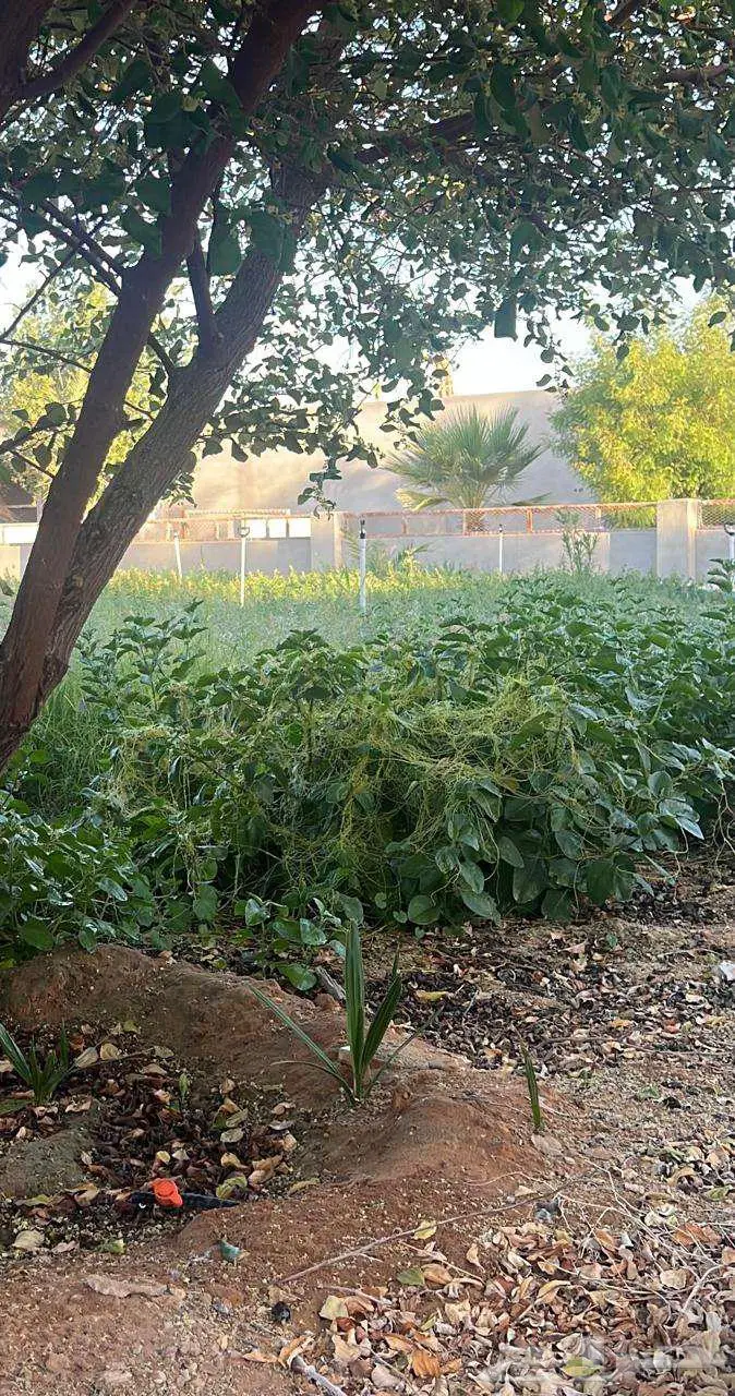 مزرعة للبيع في الخرج العفجة 4