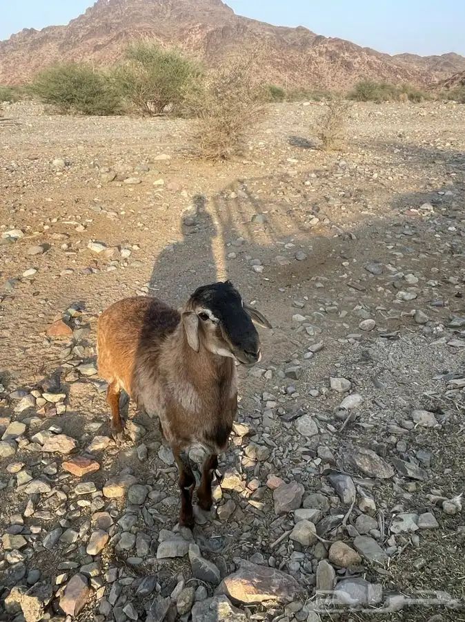 طلي مشروع فحل 2