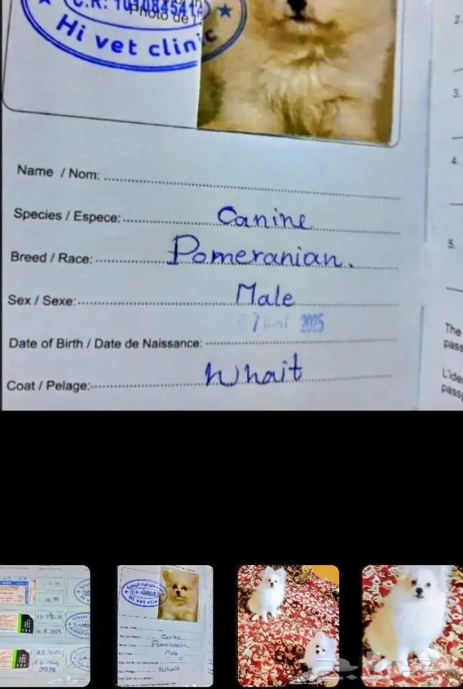 كلب بومرينيان راح الله يبارك للي شراه 4